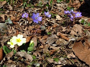 18 nel bosco e' primavera